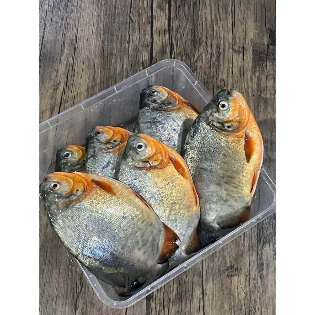 

Ikan Bawal Air Tawar Segar 1 Kg – Fresh dari Kolam