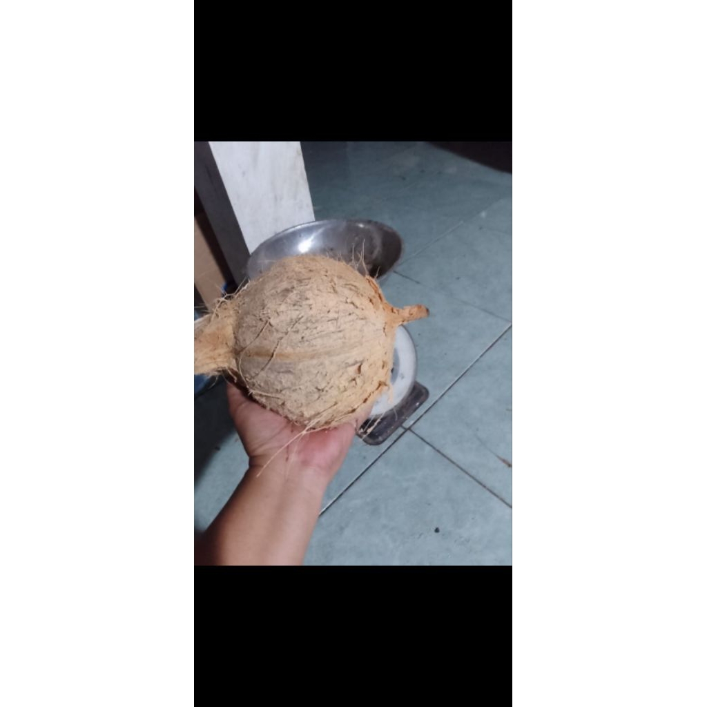 

Kelapa Tua Utuh Perbutir