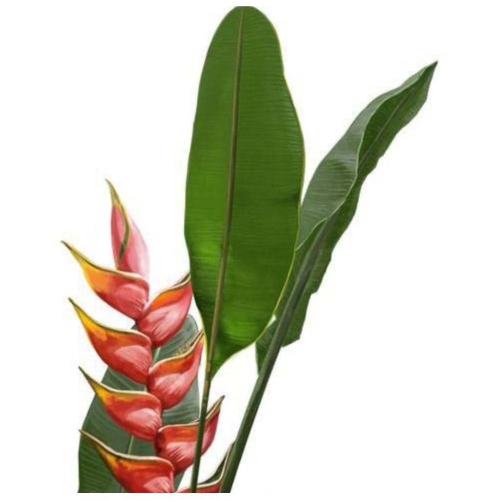 TANAMAN HIAS HELICONIA BIHAI MERAH
