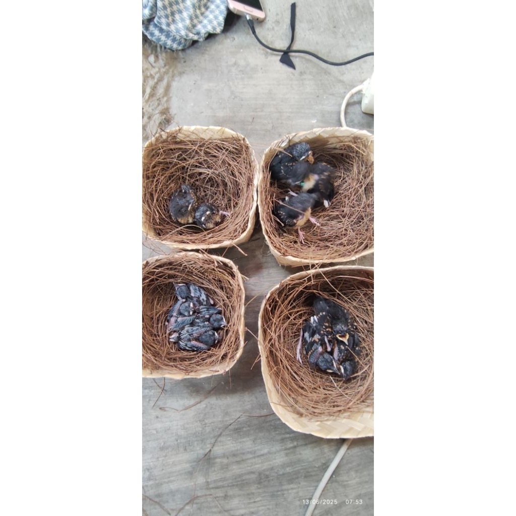 trotol cindil anakan burung murai batu