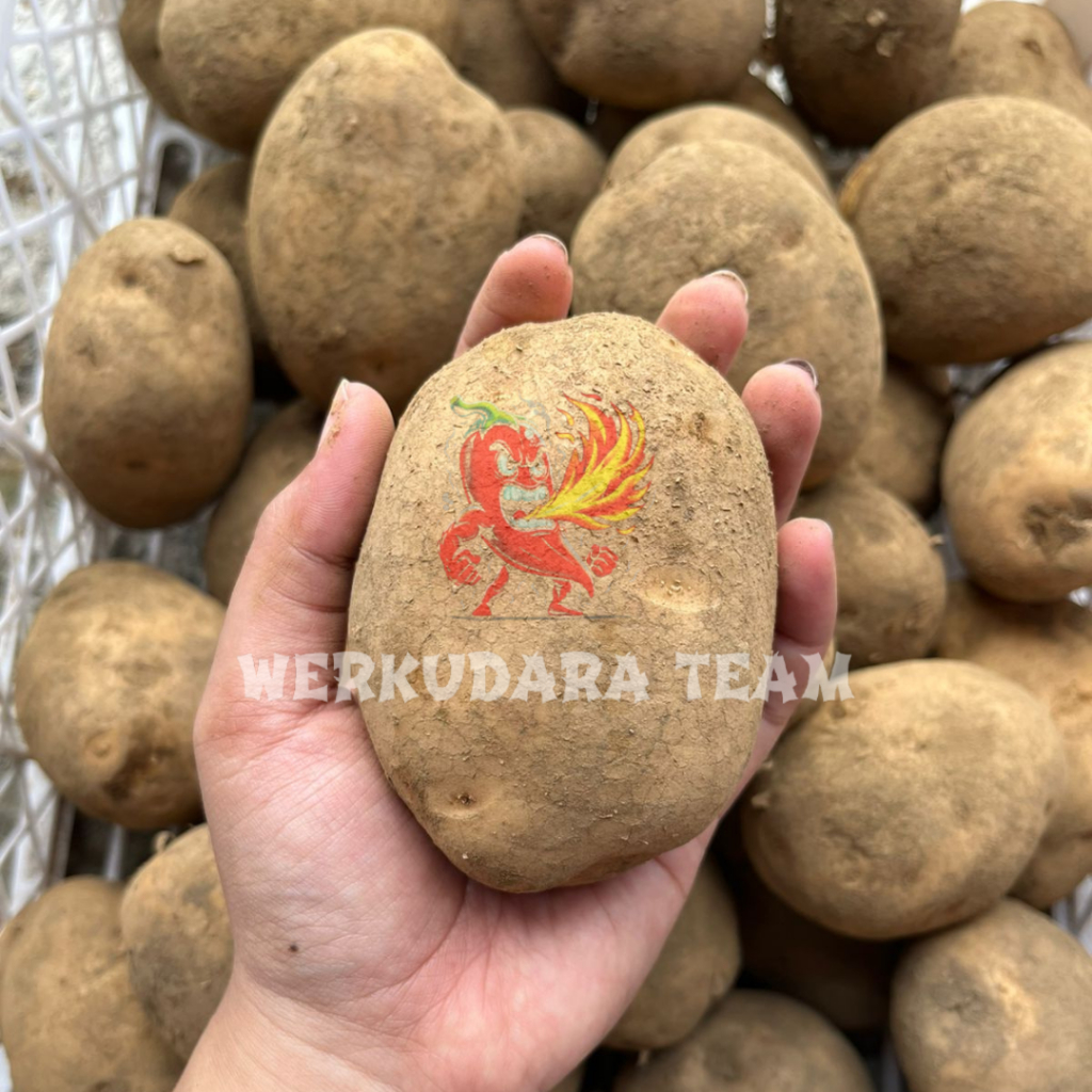 

Kentang murah 1kg besar tanggung