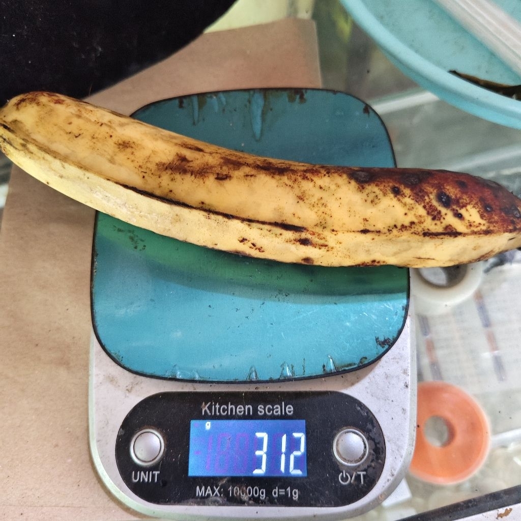 

pisang tanduk madu muria mentah mengkal per buah gedang byar