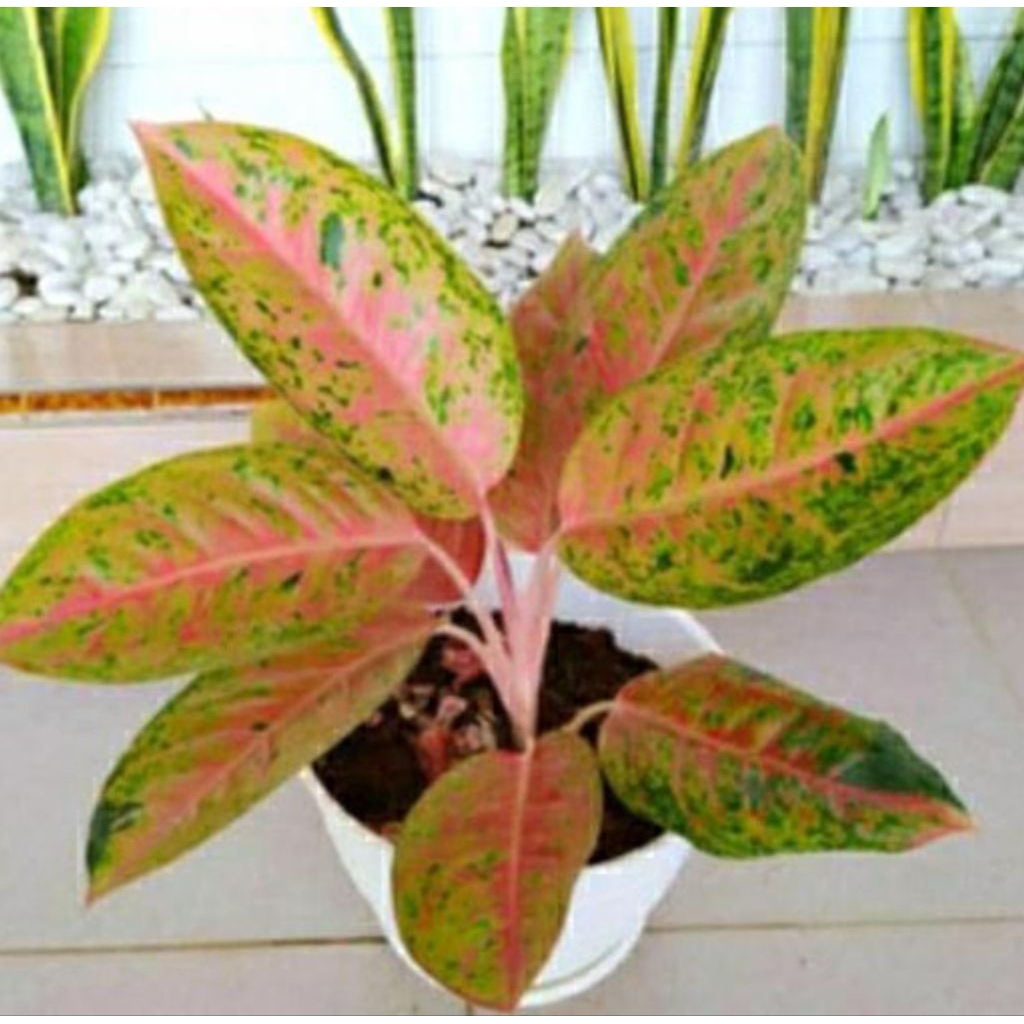TANAMAN HIAS AGLONEMA BIGROY RIMBUN