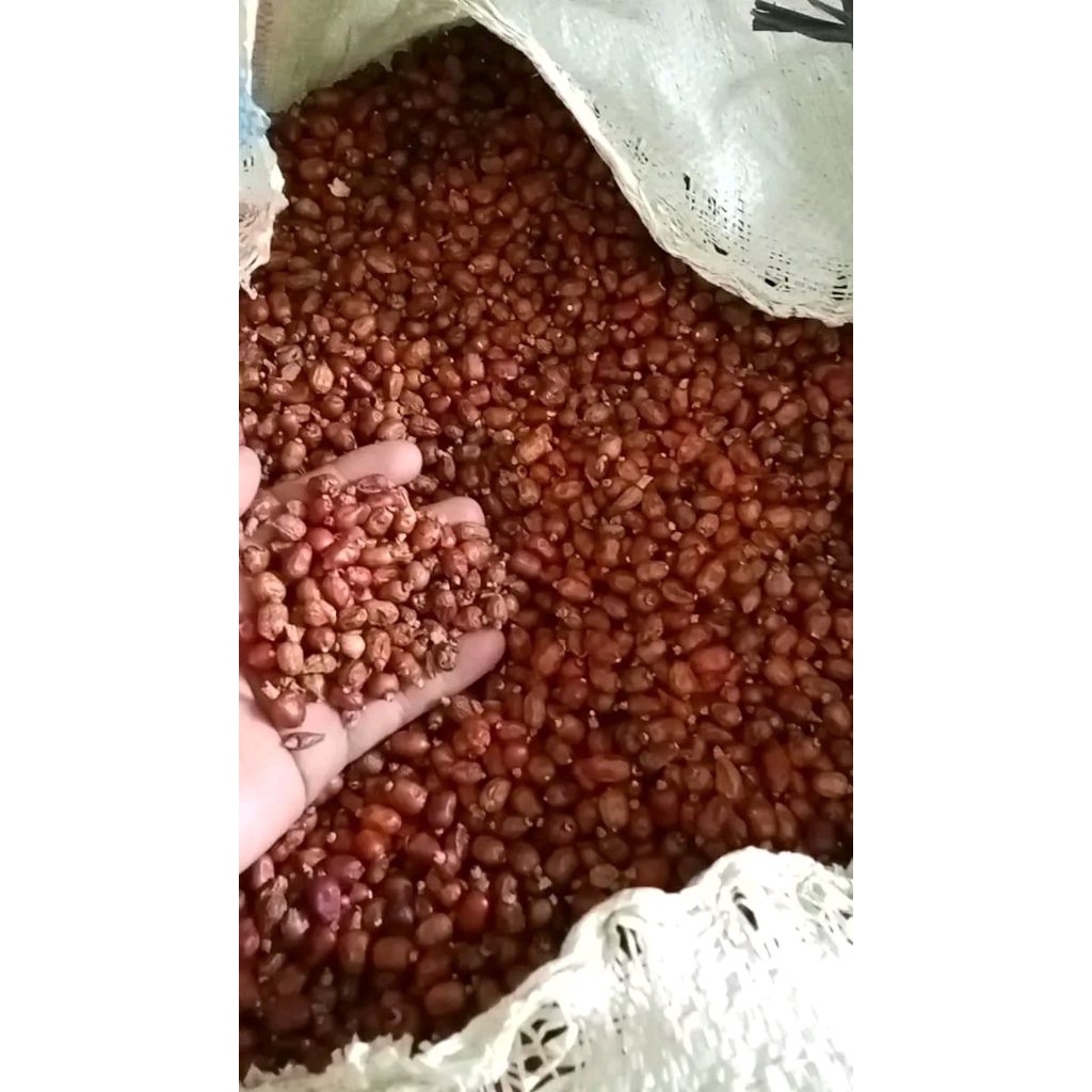 

buah lengkuas kering 250 grm
