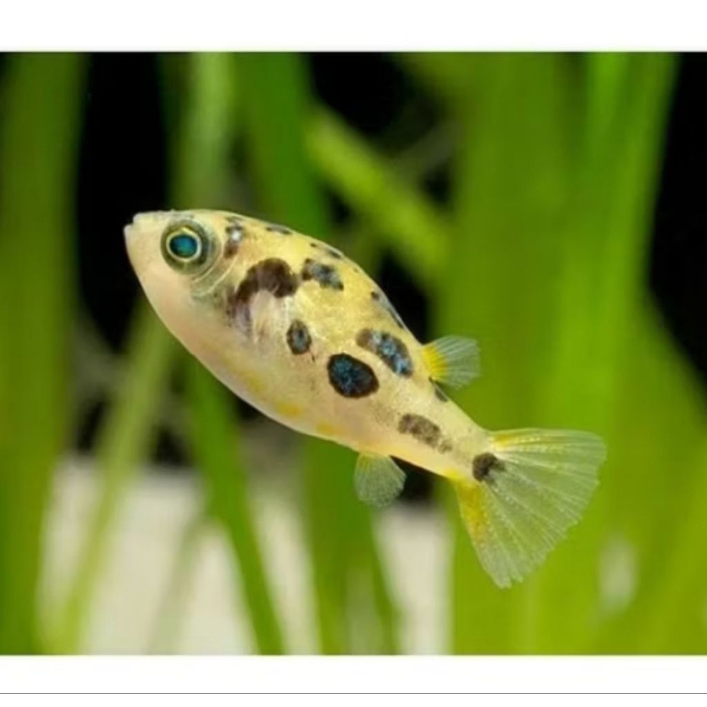 Mini Puffer Fish | Dwarf Puffer | Pea Puffer | pembasmi keong hama Aquascape