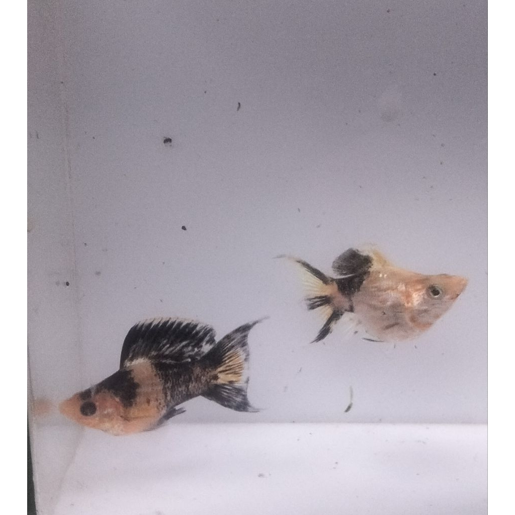 

TREECOLOR PAKET TRIO