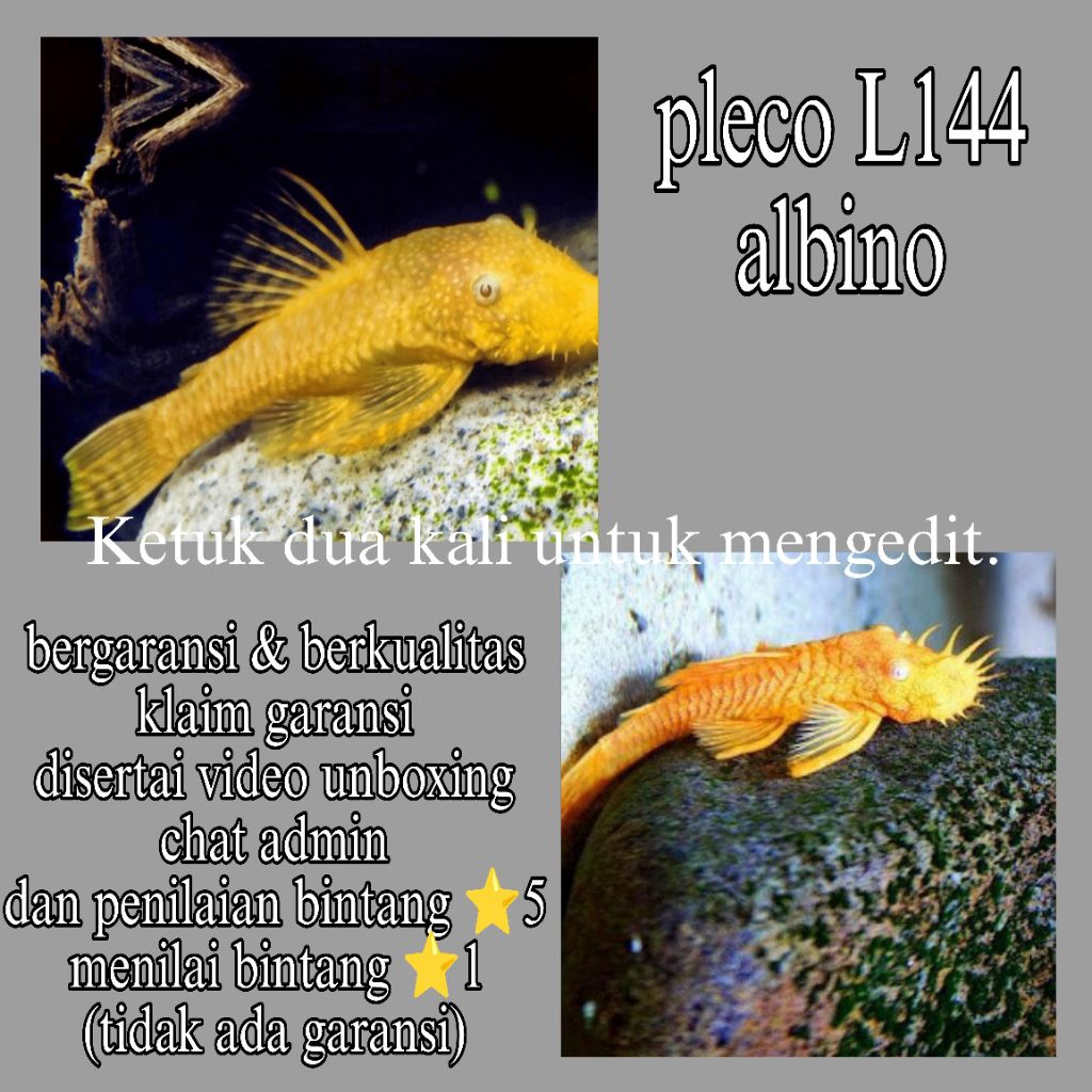 TERMURAH hiasan  brusmouth albyno / pleco L144 albyno / pembersih aquarium aquascape