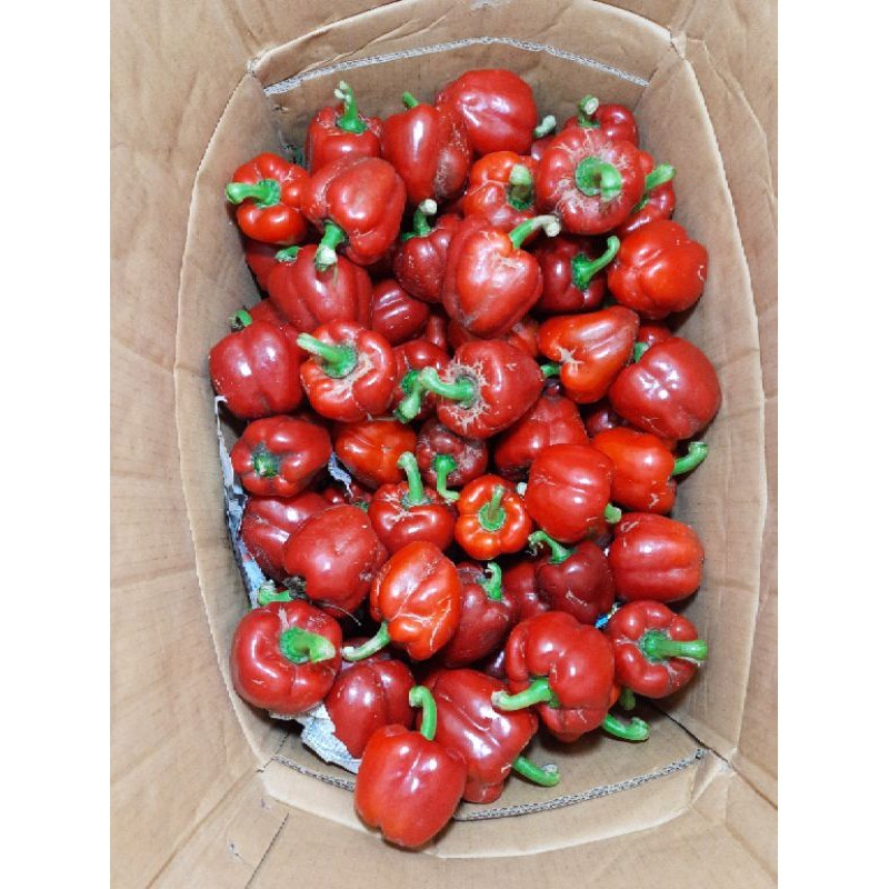 

Paprika Merah Segar 500 gram