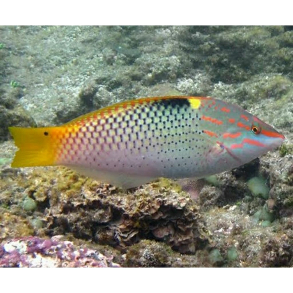 

IKAN HIAS LAUT KELING PERAK