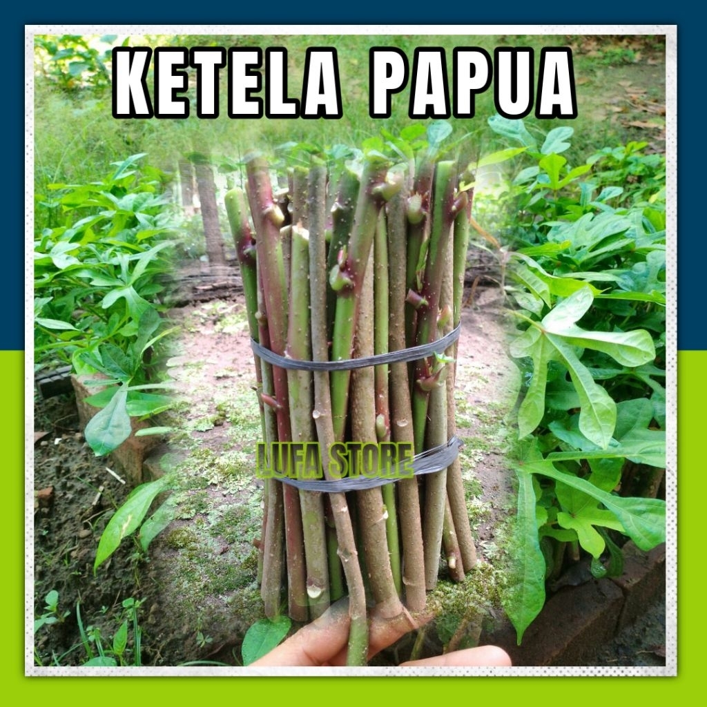 Bibit telo papua singkong ketela daun lebar 1 kg
