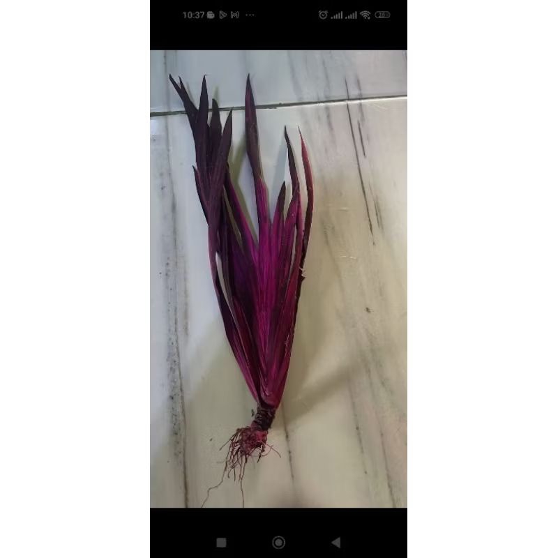 

JERANGAU MERAH KERING UTUH