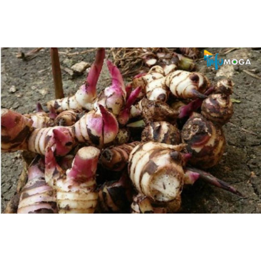 

umbi ganyong lereng Muria manis,pulen 1 kg