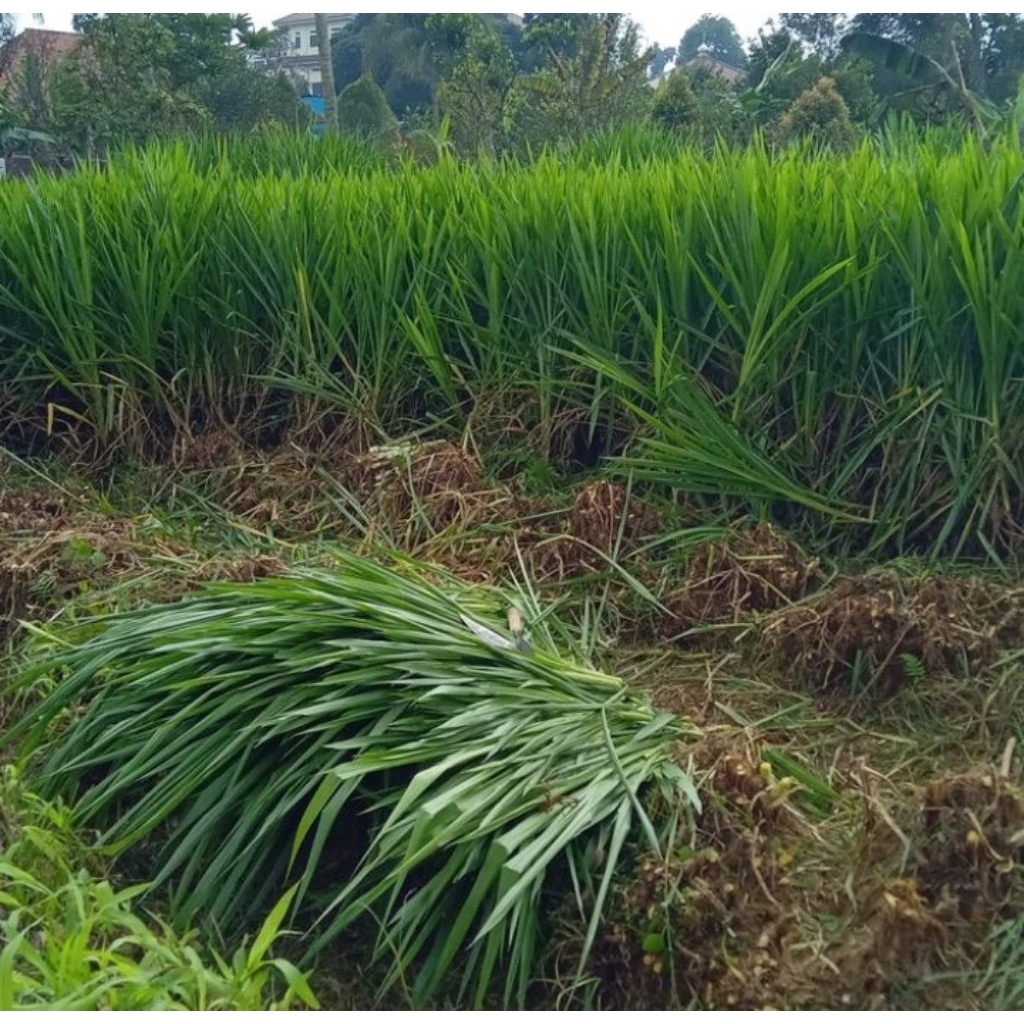benih tanaman odot pakan kambing, sapi, kerbau, domba 1kg
