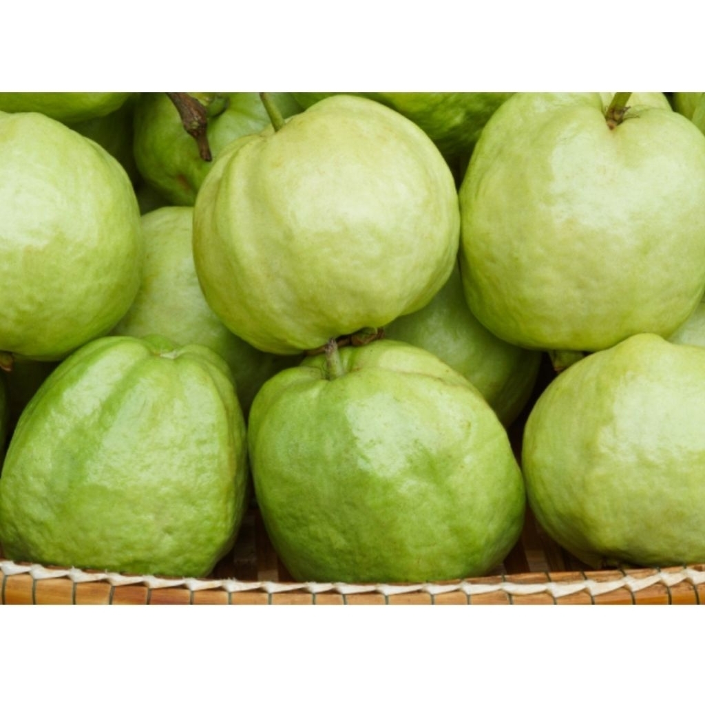 

jambu kristal tanpa biji asli dari KEBUMEN renyah tanpa biji