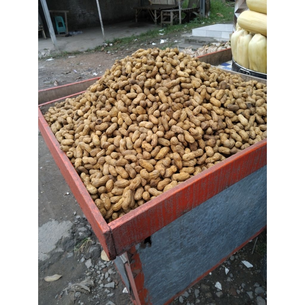 

kacang sangrai rebus premium