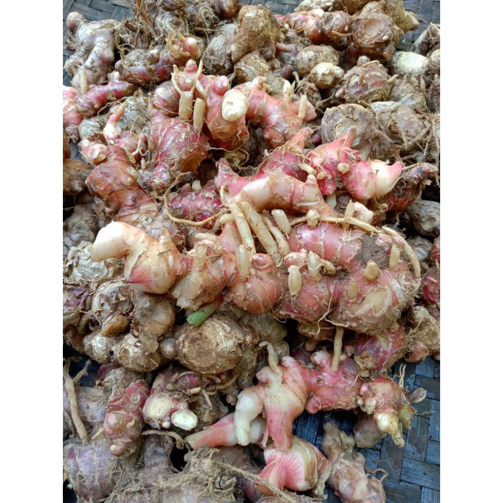 

Jahe merah segar organik 500g rempah segar bumbu masak obat herbal