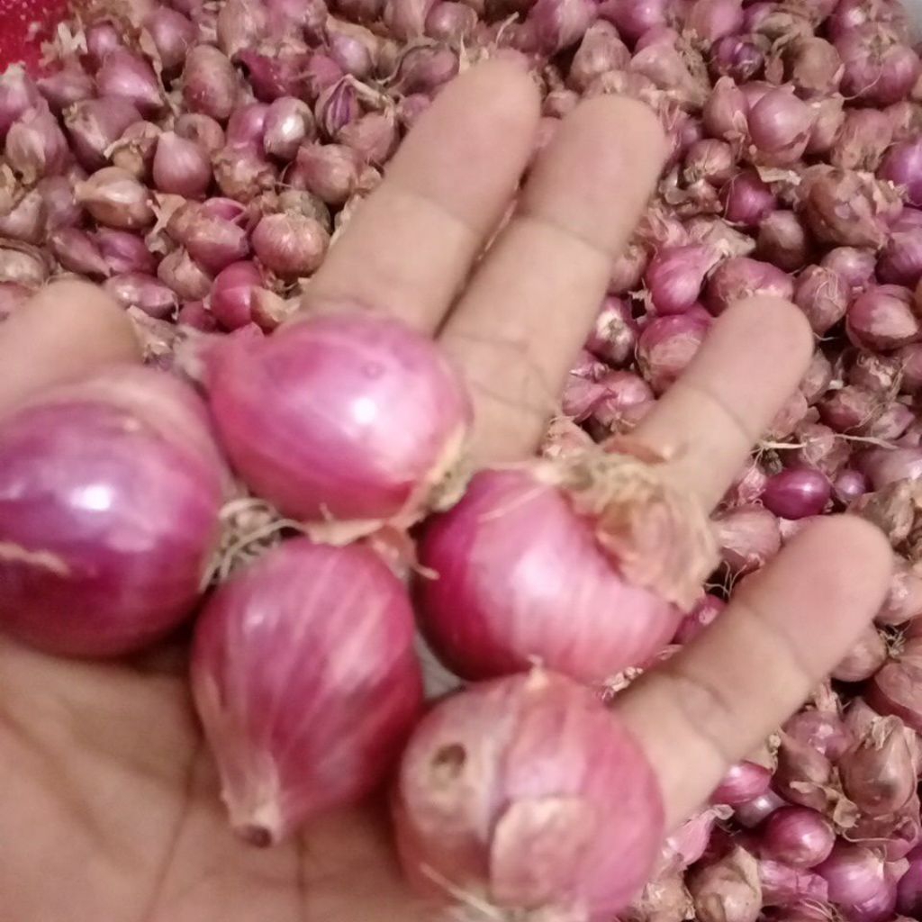 

Bawang Merah Fress Kering