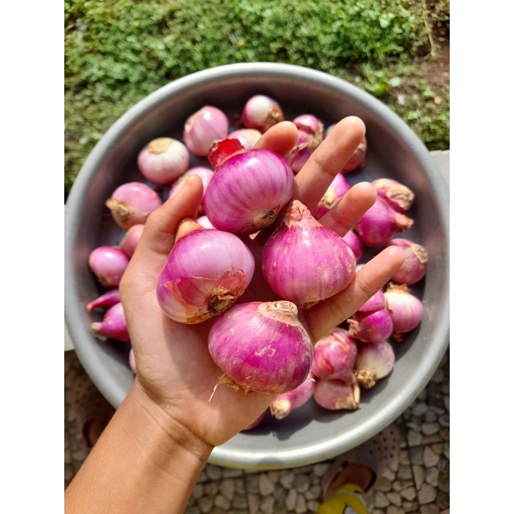 

Bawang Merah Kupas Fresh kemasan 1kg Bawabg batu kupas bawang karet kupas