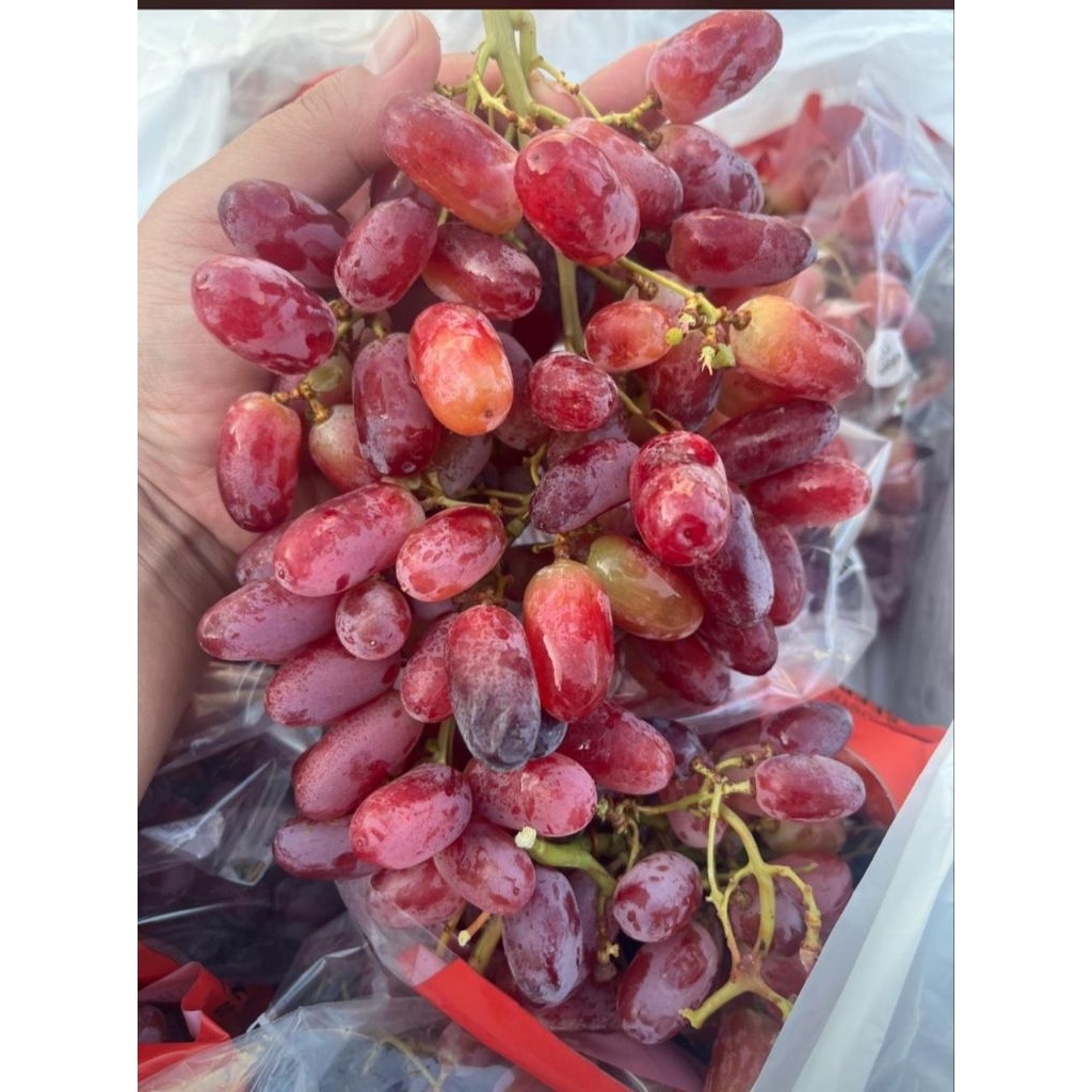 

BUAH ANGGUR CRIMSON