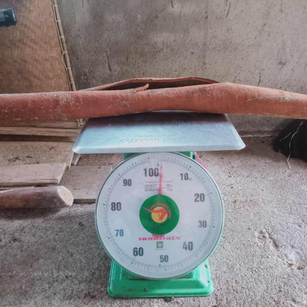 

kayu manis kerinci tebal