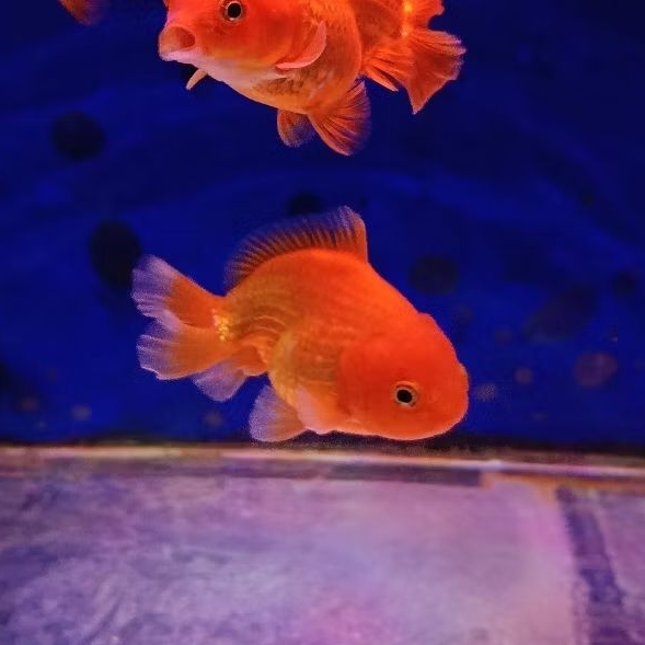 Ikan hias koki oranda short tail
