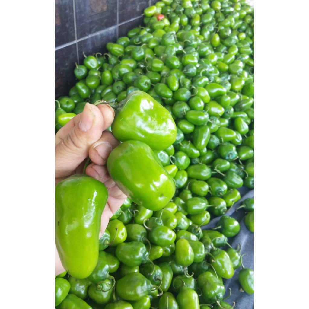 

CABE GENDOT 1KG / CABE BENDOT 1KG / CABAI GENDOT FRESH SEGAR BANDUNG