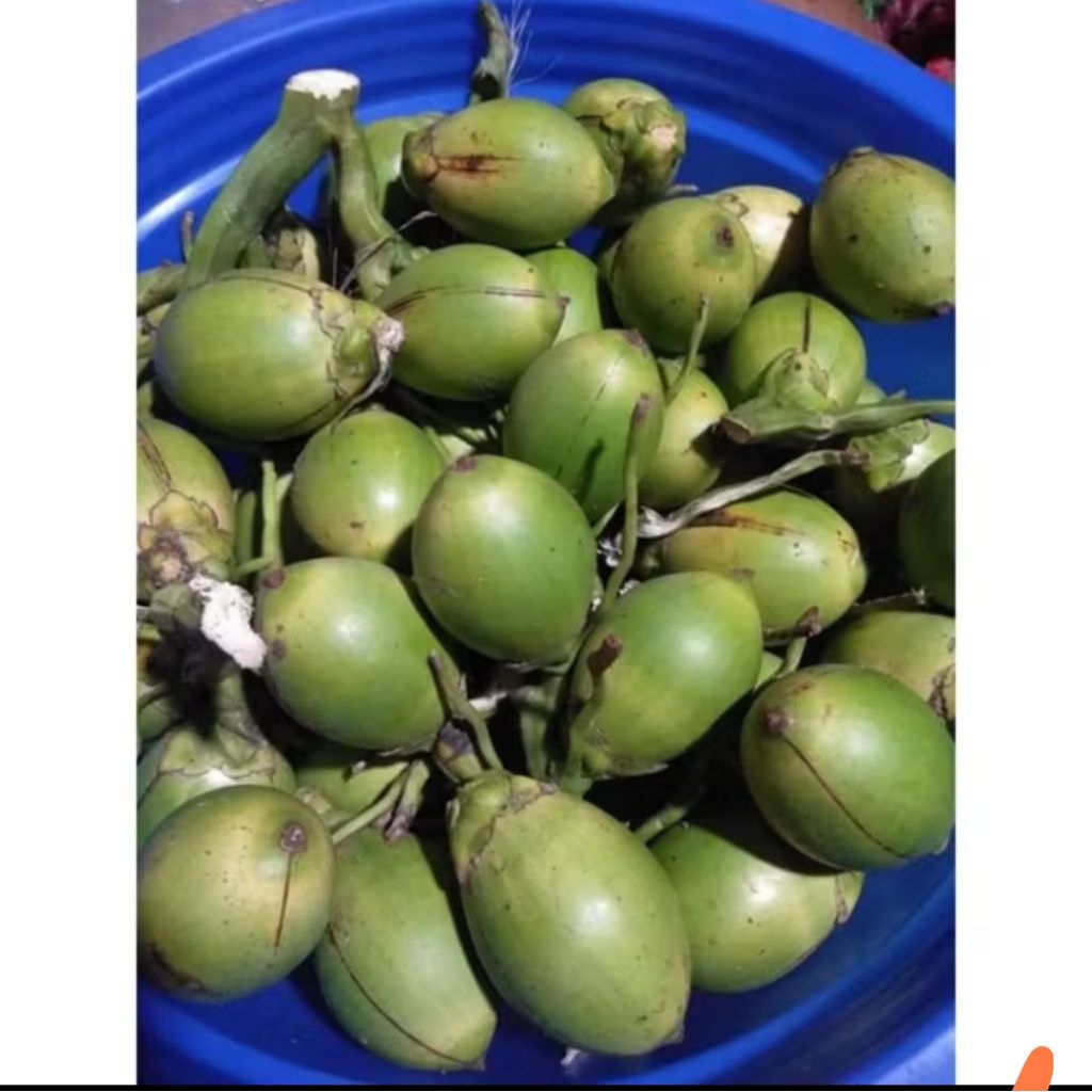 

buah pinang muda