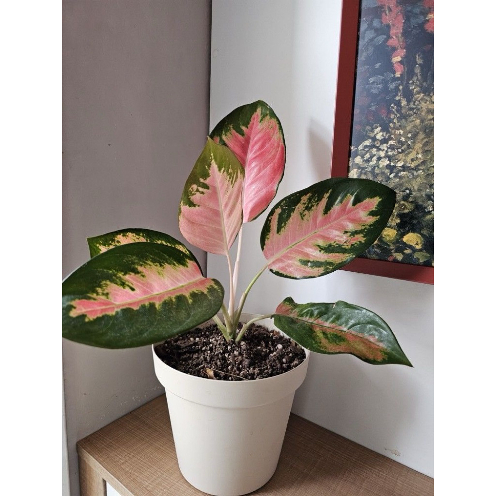 tanaman hias aglonema kocin - aglonema kocin