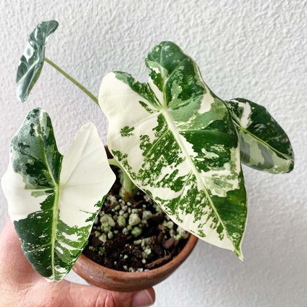 tanaman hias sente variegata - pohon lompong variegata