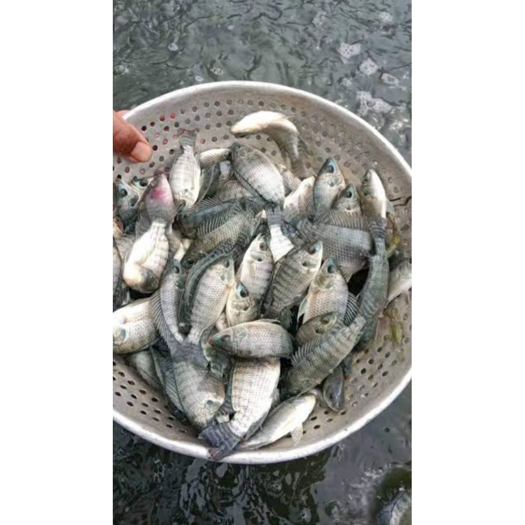 Bibit ikan nila hitam size korek api