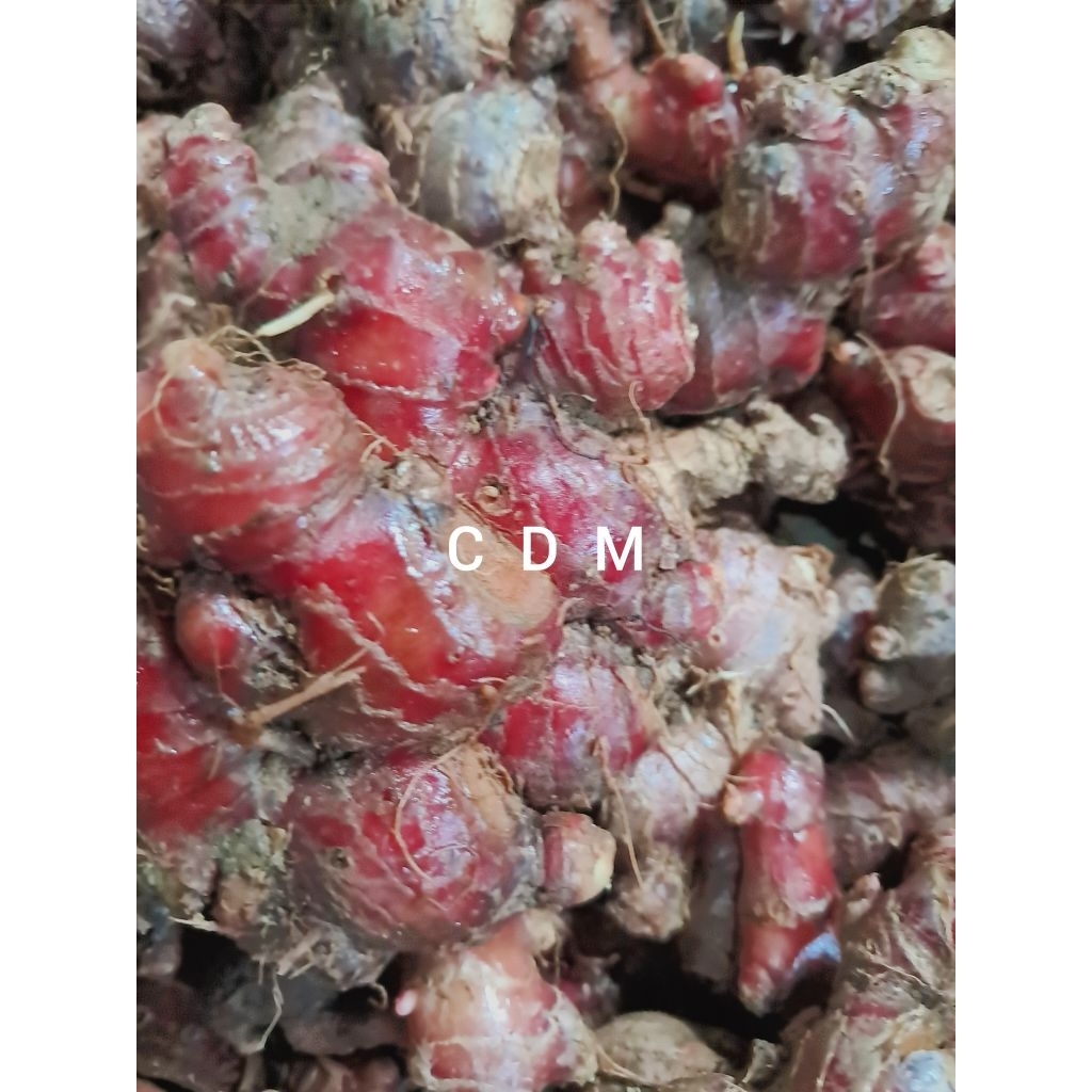 

jual jahe merah asli fres 1 kg bahan herbal alami