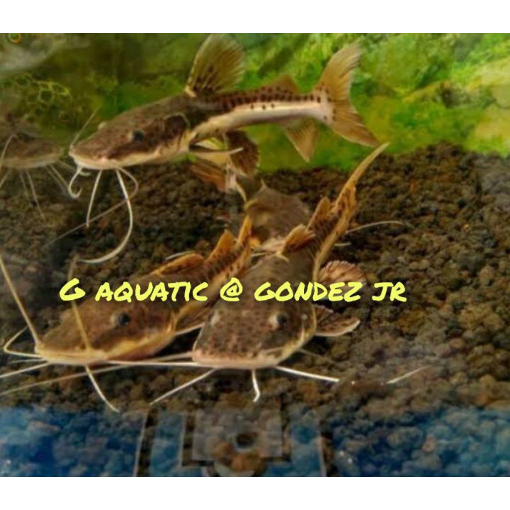 ikan leopard catfish size 11-12cm