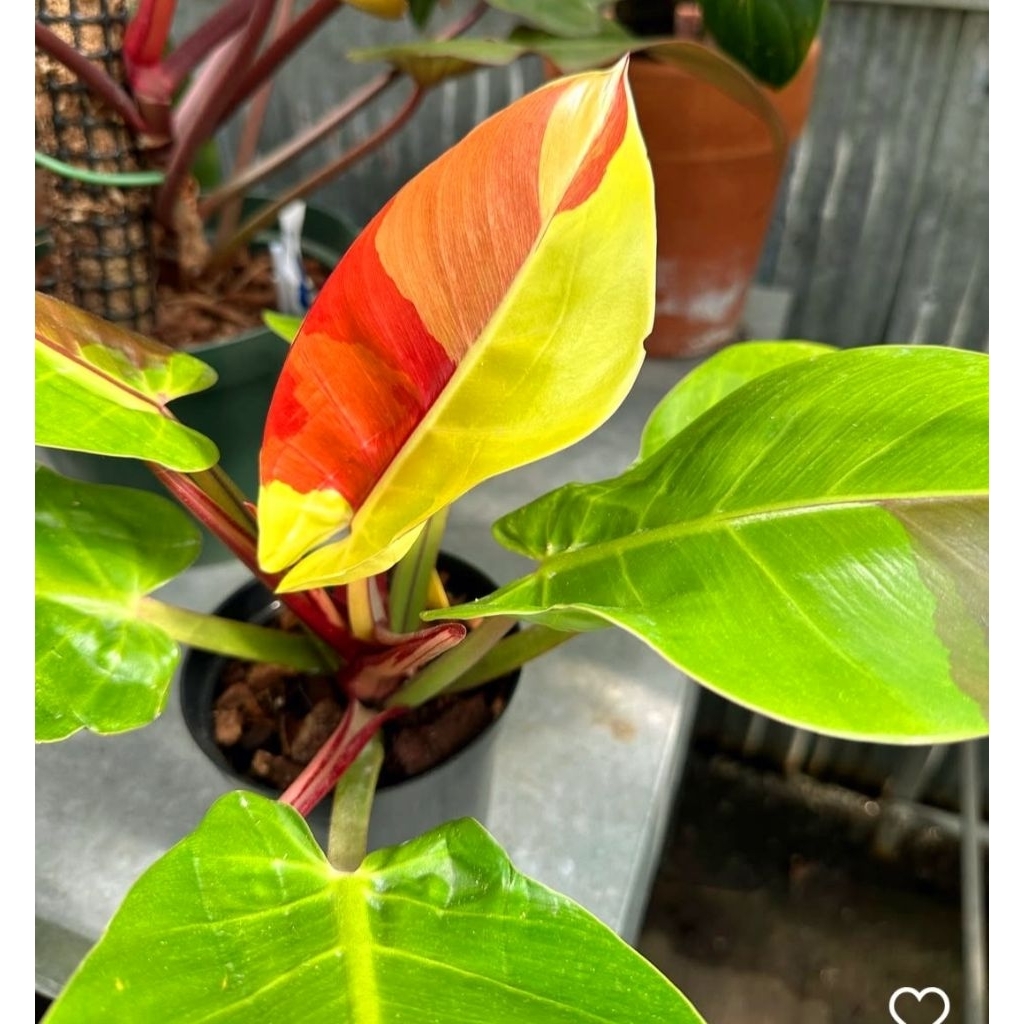Tanaman Hias Philodendron Red Moon Bunga Hias Philo Philow Philodendron Red Moon Anakan Murah Merah 