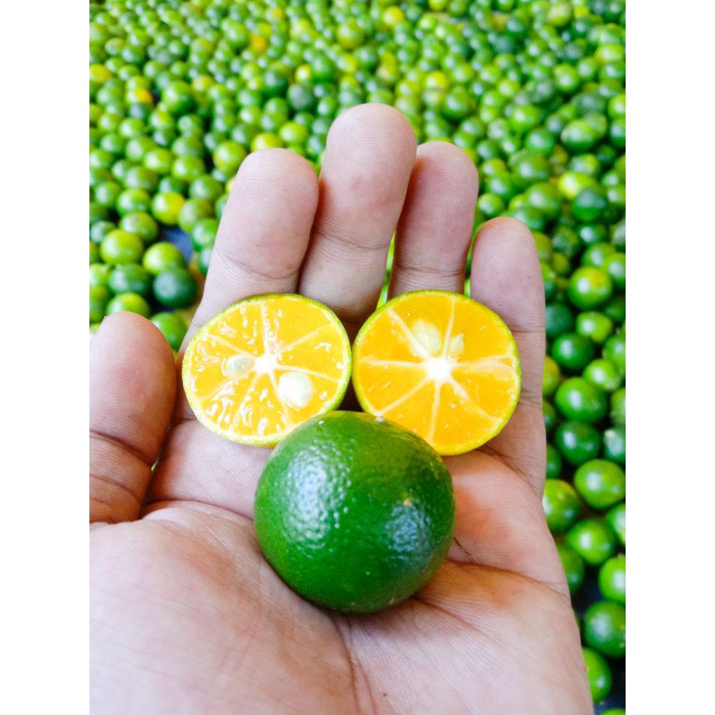 

1kg jeruk sonkit kasturi kunci kalamansi