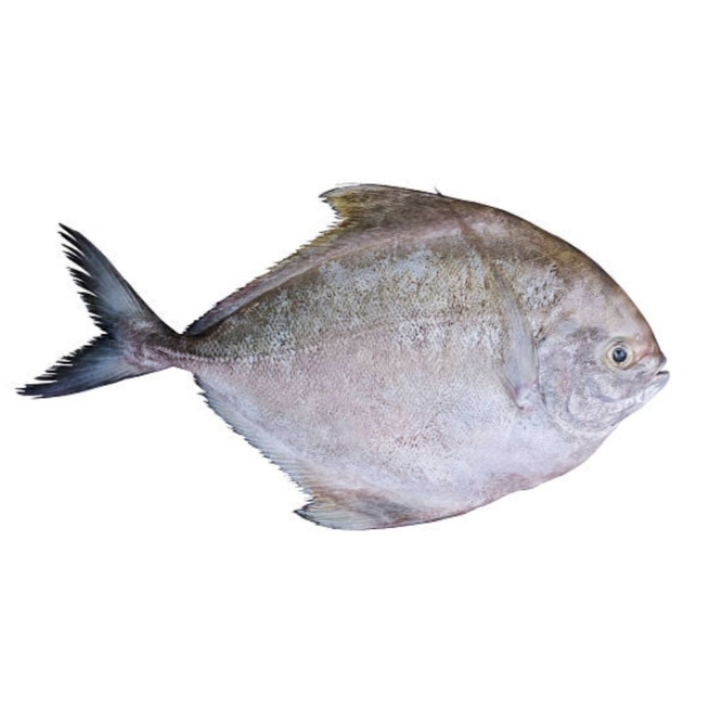 

Ikan Bawal hitam laut / Segar /fresh 1 Kg