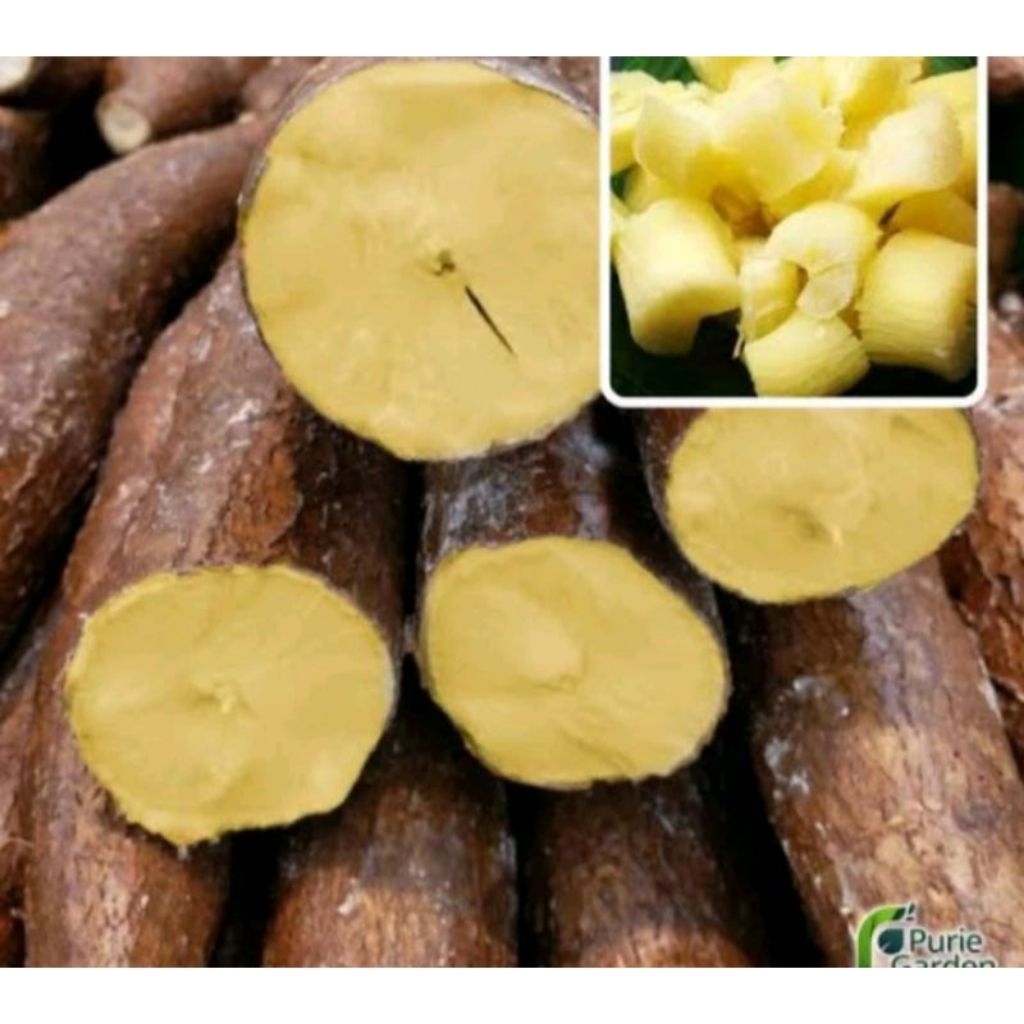 

BIBIT BUAH SINGKONG KUNING HASIL STEK BATANG