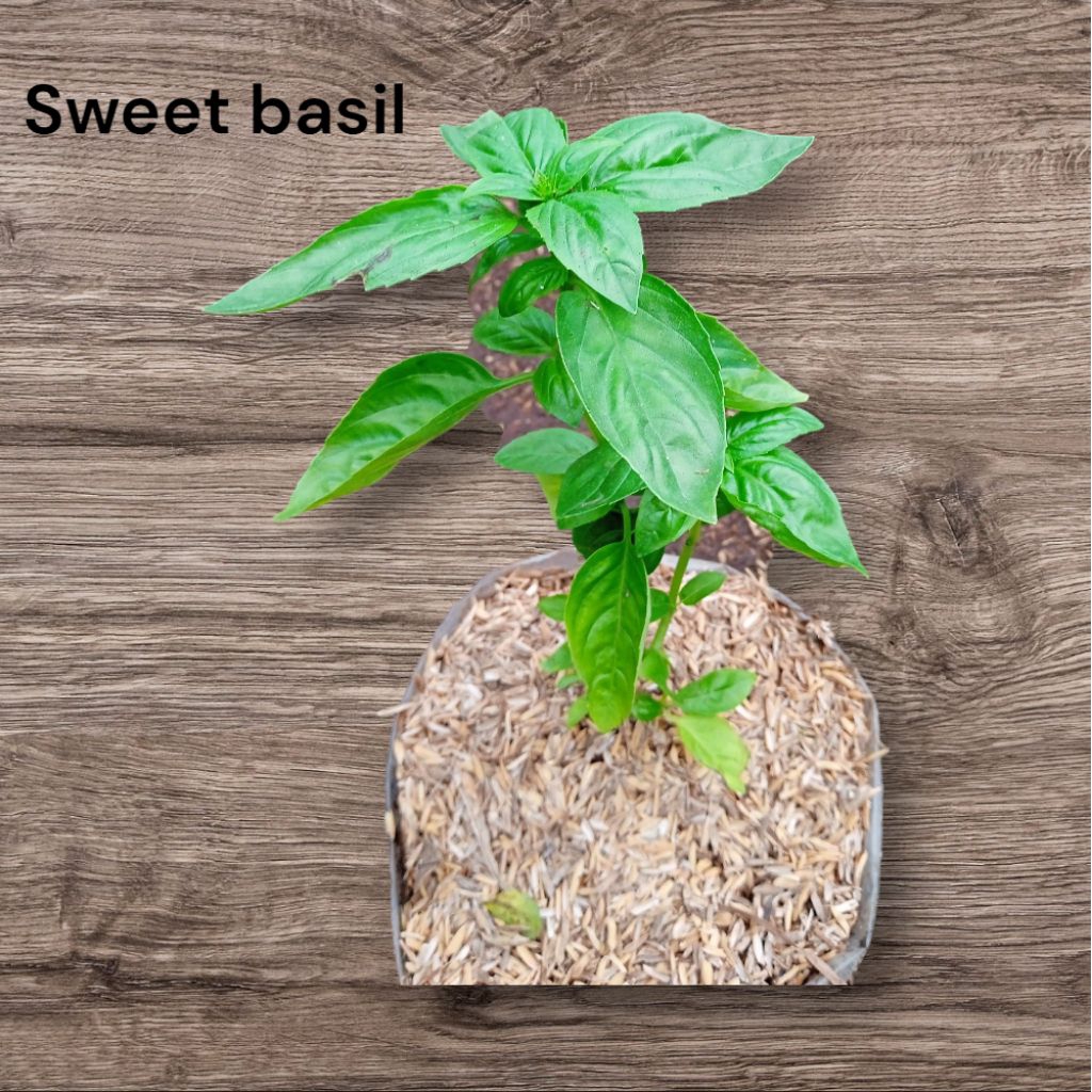 Basil tanaman sayur basil