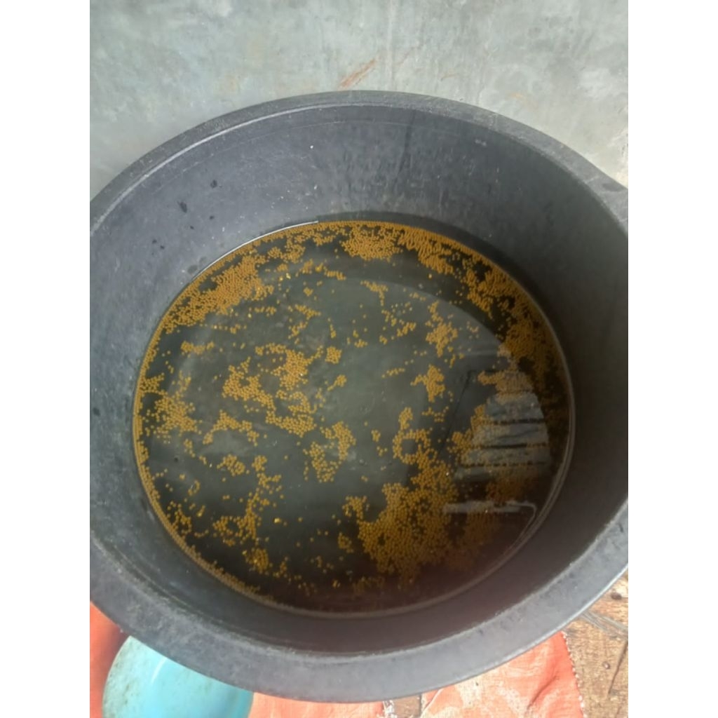 larva gurame soang paket 700 ekor