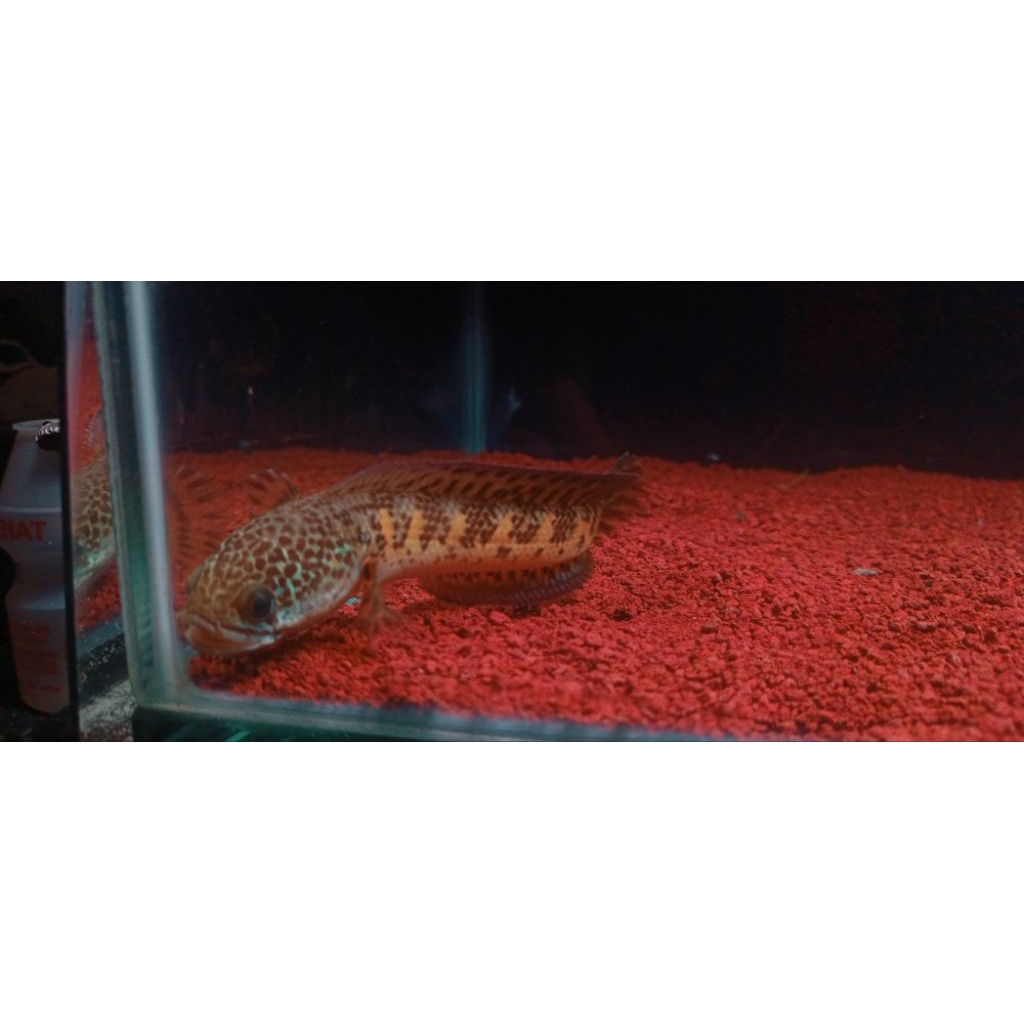 stiker auranti 10cm±