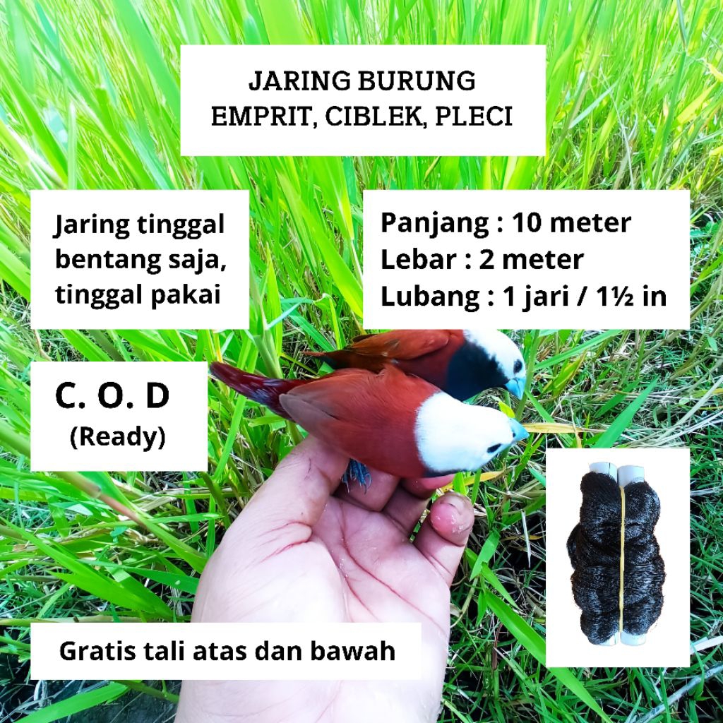 PIKAT JEBAKAN BURUNG EMPRIT JARING BURUNG PIPIT GACOR WARNA HITAM