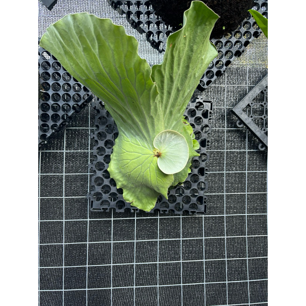 platycerium angolense/palatycerium gajah silver/ simbar