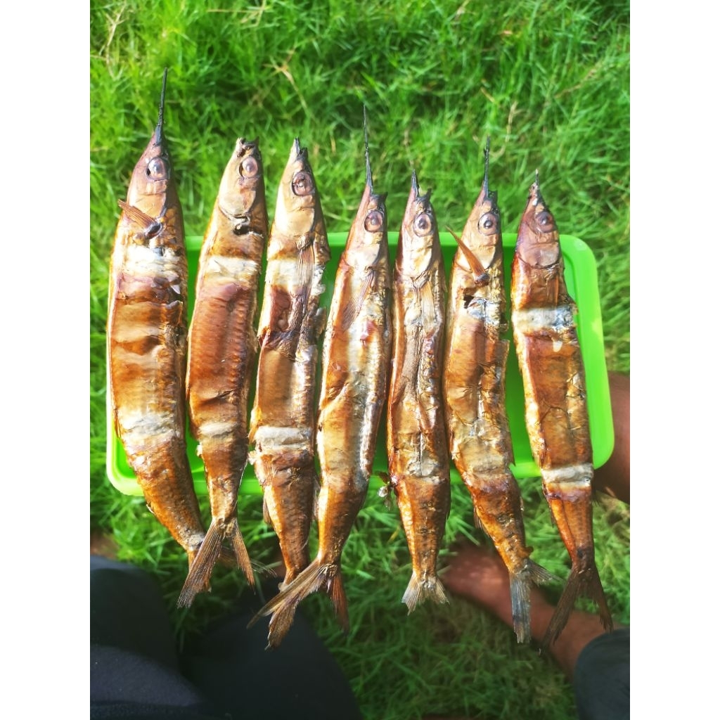 

ikan roa 1 gp 20 ikan