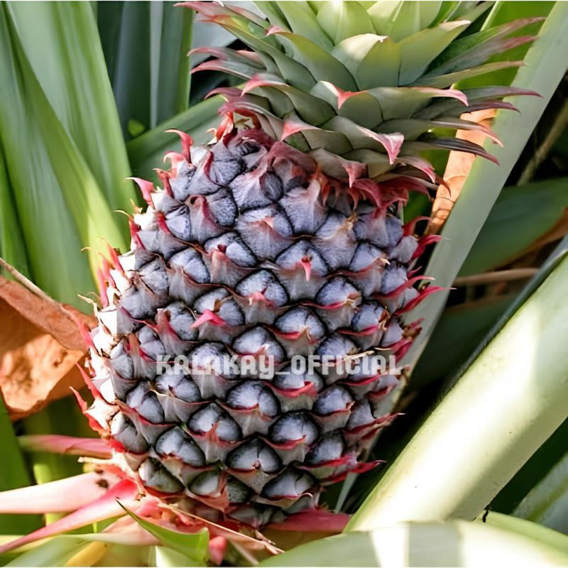 

BUAH NANAS MUDA FRES 1 BUAH