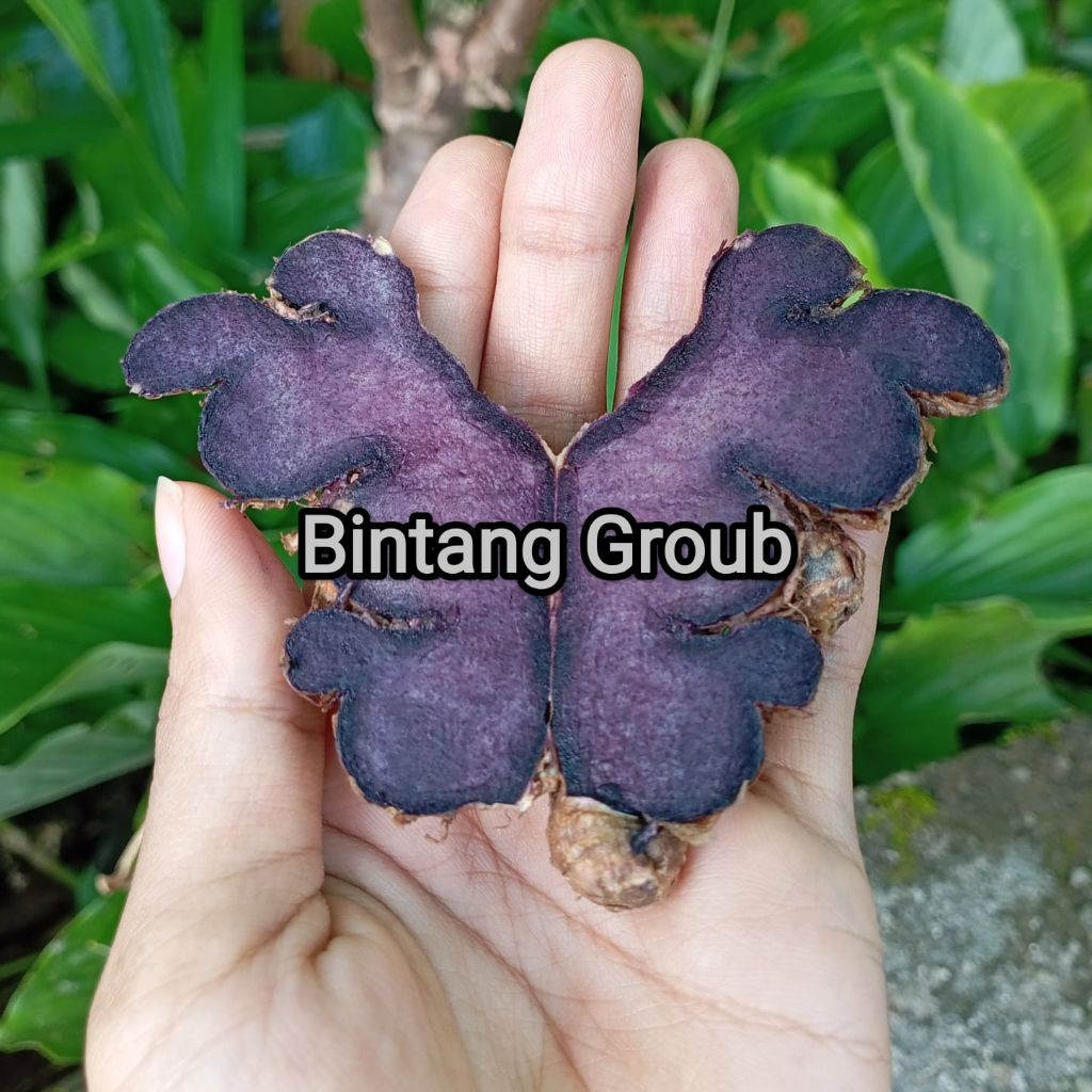 kunyit hitam 250gram