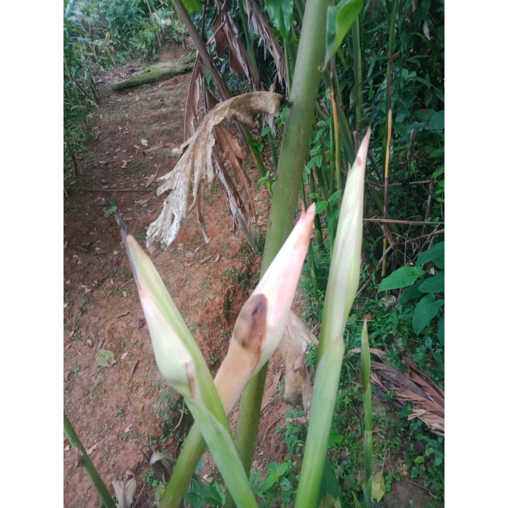 

rombeh atau bunga kecombrang segar 500gram