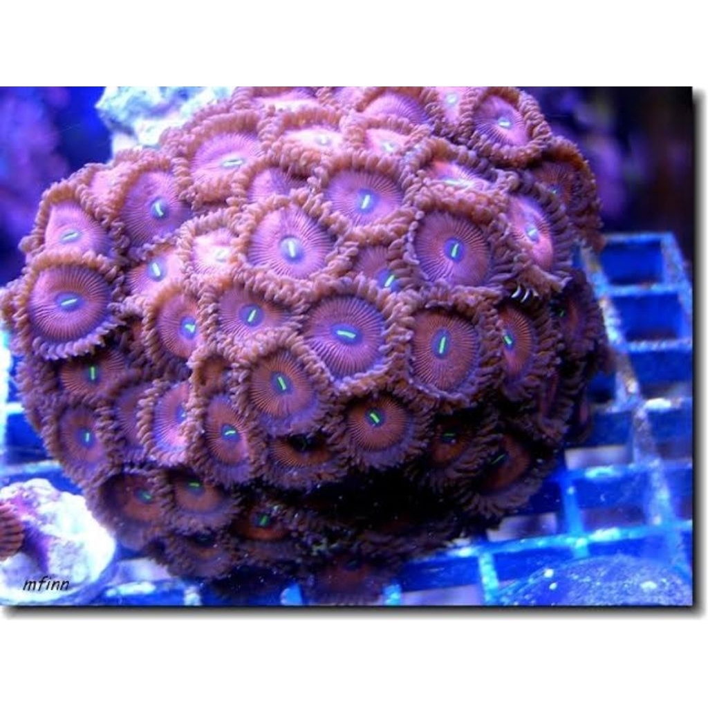 Zoa Red People Eater / Zoanthid koloni / Zoa koloni merah