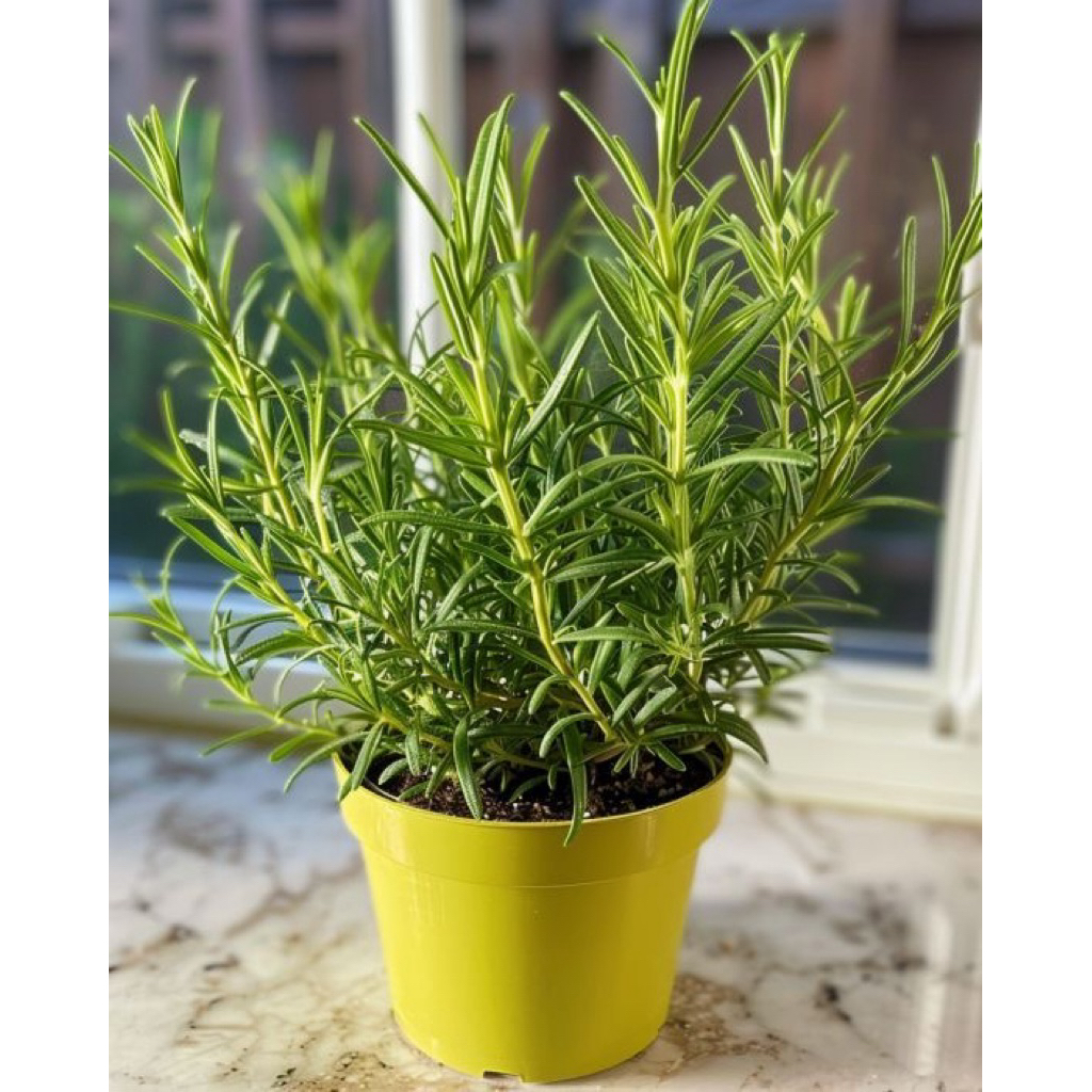 tanaman hias rosemary - tanaman rosemary wangi - rosemary