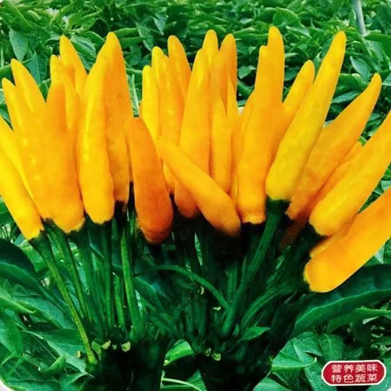 5PCS Benih Antivirus Cabe Rawit Merah / Siklus Pertumbuhan Pendek /output Tinggi Benih 10G