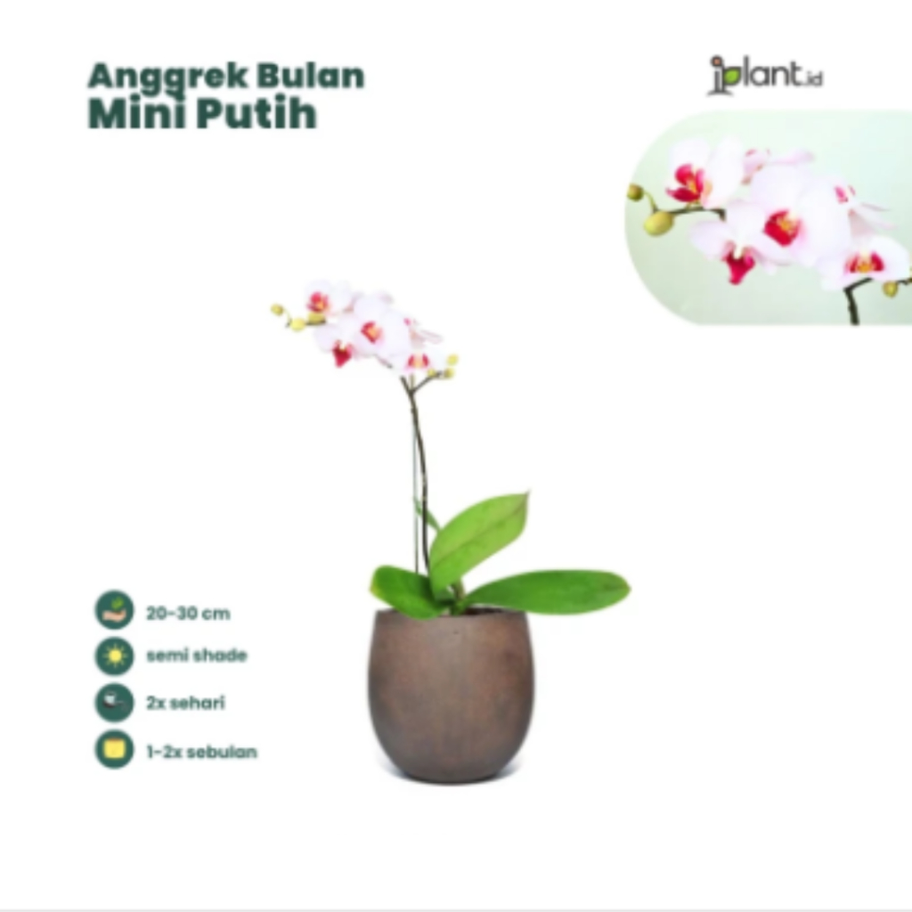 Anggrek Bulan Mini Putih