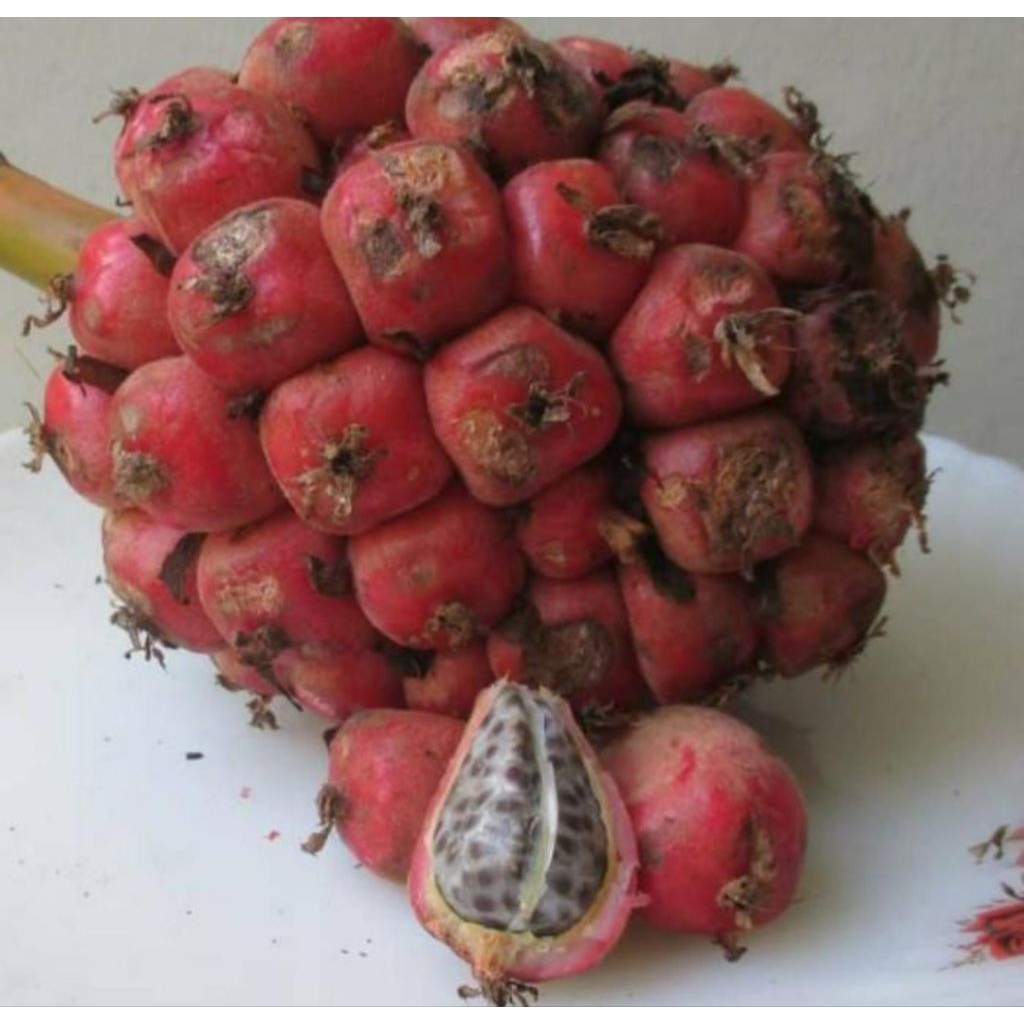 

1 kg buah honje/buah kecombrang segar